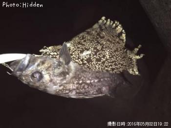 ¥¯¥í¥½¥¤¤È¥¦¥ß¥¦¥·