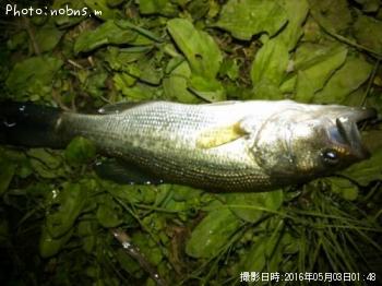 ¥Ö¥é¥Ã¥¯¥Ð¥¹