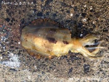 �����ꥤ��