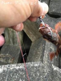 �����ϥ�