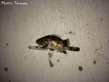 ���ӥ����ܥ���ƨ��