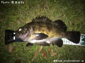 ��Х������