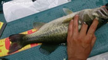 �֥�å��Х�