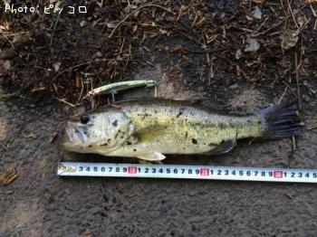 ¥Ö¥é¥Ã¥¯¥Ð¥¹