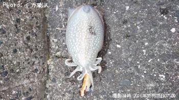 ����䥱����