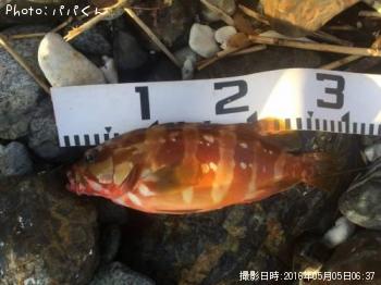 �����ϥ�