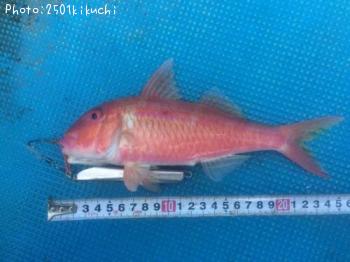 ���������ҥ᥸