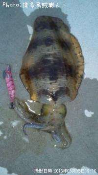 �����ꥤ��