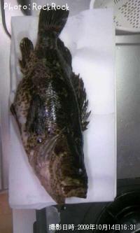 ¥Ù¥Ã¥³¥¦¥½¥¤