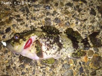 ¥¿¥±¥Î¥³¥á¥Ð¥ë