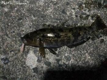 �����ʥ�