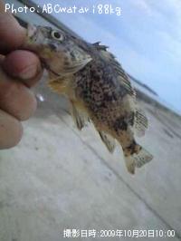 �����Υ���Х�