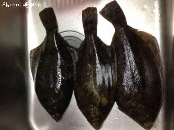 �ޥ����쥤