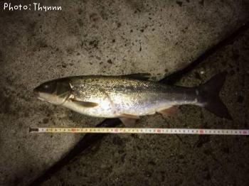 ¥Ü¥é²þ¤á¡¢¤ª¤ª¤¬¤¤¤Ç¤·¤¿