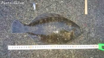 ¥¯¥í¥¬¥·¥é