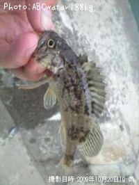 �����Υ���Х�