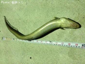 �ޥ��ʥ�