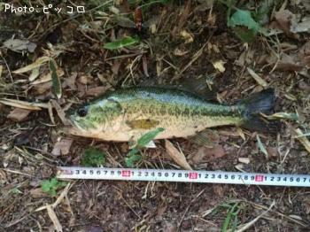 ¥Ö¥é¥Ã¥¯¥Ð¥¹