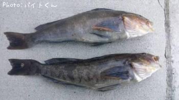 �����ʥ�