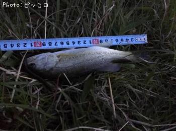 �֥�å��Х�