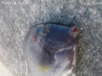 �ȥ����㡼�ڥ˥�������