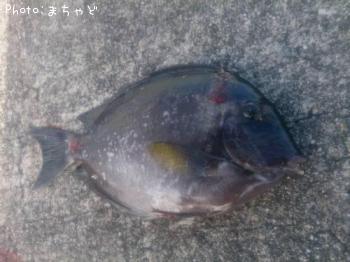 �ȥ����㡼�ڥ˥�������