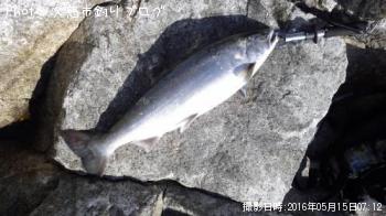 ¥µ¥¯¥é¥Þ¥¹