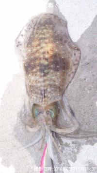 �����ꥤ��