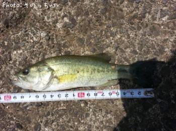 ¥Ö¥é¥Ã¥¯¥Ð¥¹