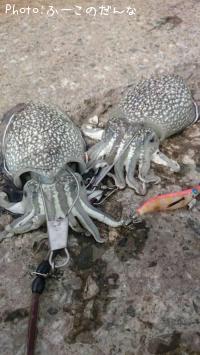 ����䥱����