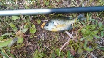 �֥롼����