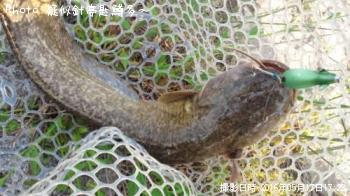 �ʥޥ�