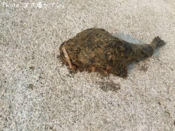 �ȥ��٥ĥ�����