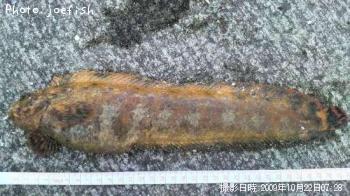 ¥Õ¥µ¥®¥ó¥Ý