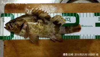 ¥¿¥±¥Î¥³¥á¥Ð¥ë