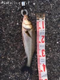 �����Х�