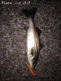 �����Х�