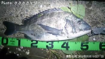 ¥¯¥í¥À¥¤¡õ¥°¡¼¥Õ¡¼