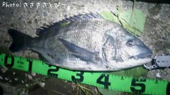 ¥¯¥í¥À¥¤¡õ¥°¡¼¥Õ¡¼