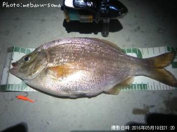 ¥¦¥ß¥¿¥Ê¥´