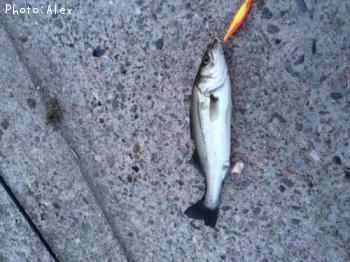 �����Х�