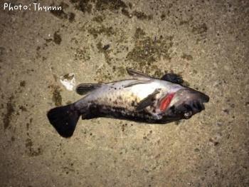 ���ӥ����ܥ���ƨ��