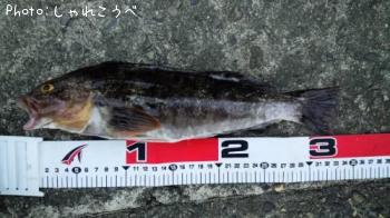 �����ʥ�