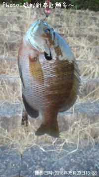 �Ǥ�����