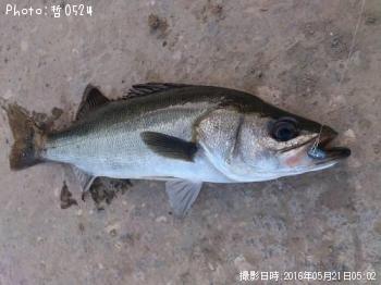 �������Х�