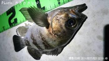 ��Х������