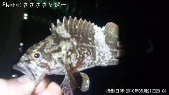 ��Х������