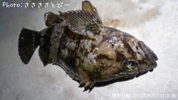 ��Х������