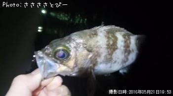 ��Х������