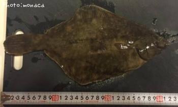 ¥Þ¥³¥¬¥ì¥¤